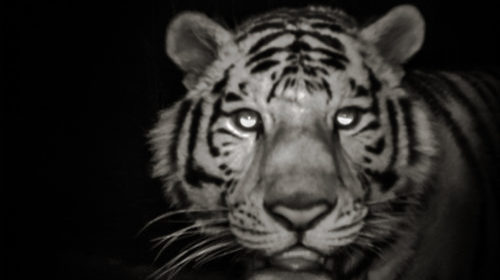 В объективе — амурский тигр и другие