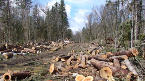 Об обеспечении населения дровяной древесиной