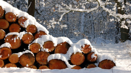 Лесничества начали принимать заявления на заготовку дров