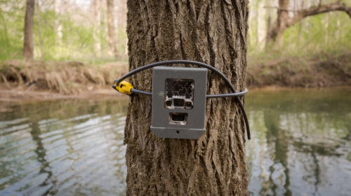 Лесные камеры работают для науки
