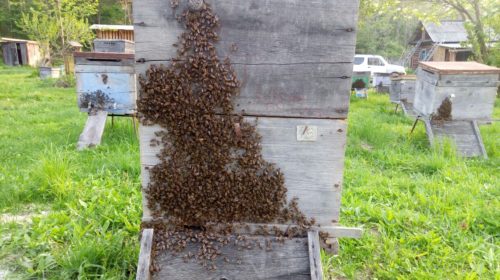 Можно ли помочь пчеловодству?