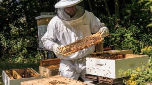 О больном в нашем пчеловодстве