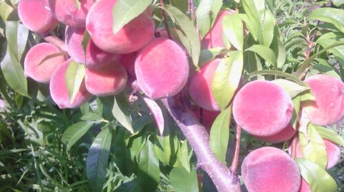 Не бойтесь выращивать персики